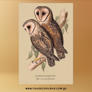 Australian masked Owl