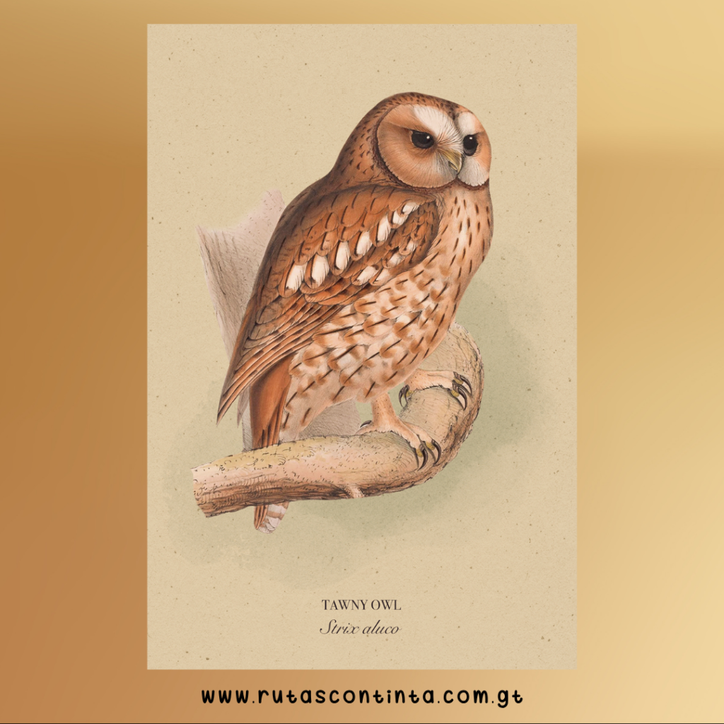 Tawny owl